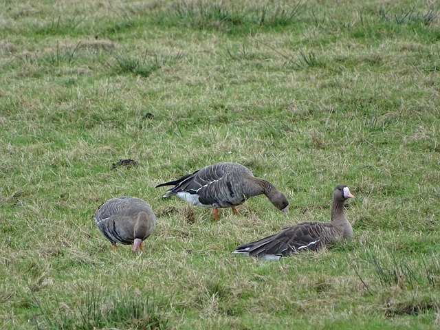 为不少对手 为不少对手
